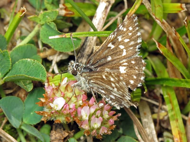 Pyrgus malvae (Linnaeus, 1758)